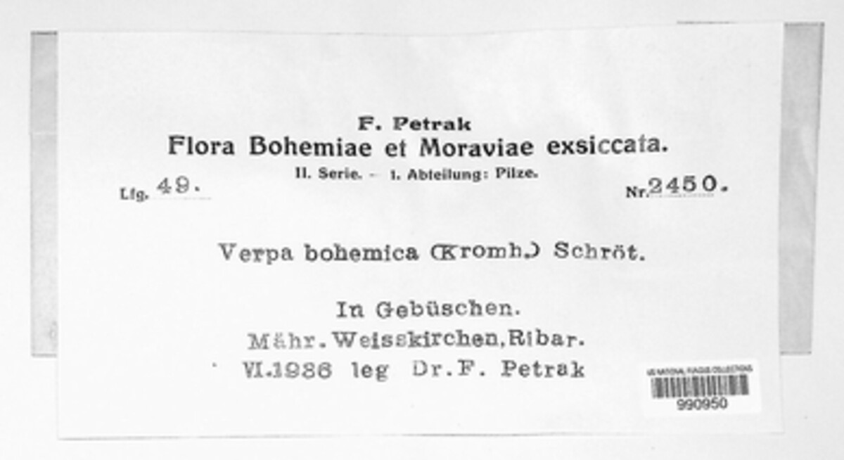 Verpa bohemica image